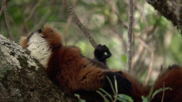 马达加斯加的森林里，一只红毛狐猴正在梳毛并躺在树上视频素材