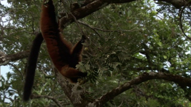 马达加斯加森林里的一种红狐猴(Varecia rubra)在树上摇摆着吃水果视频素材