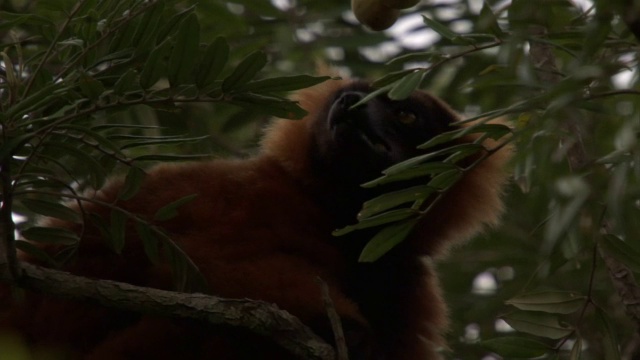 马达加斯加森林中，红尾狐猴(Varecia rubra)在树上觅食视频素材