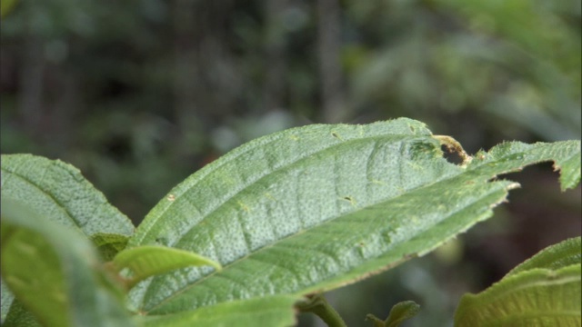 长颈鹿象鼻虫(Trachelophorus giraffa)从叶子上起飞，马达加斯加视频素材