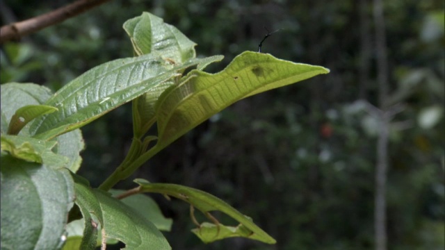 长颈鹿象鼻虫(Trachelophorus giraffa)从叶子上起飞，马达加斯加视频素材