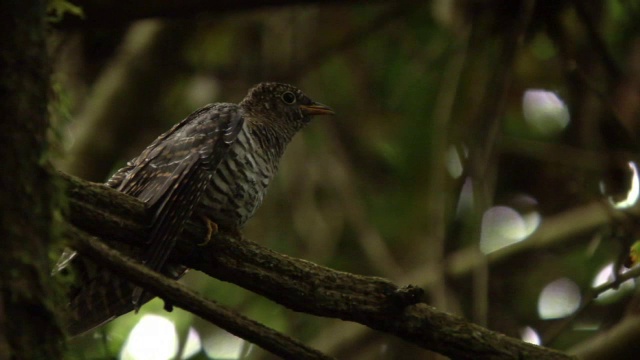 马达加斯加森林中，马达加斯加喜鹊(Copsychus albospecularis)喂养马达加斯加小杜鹃(Cuculus rochii)幼雏视频素材