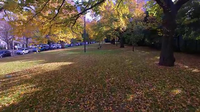 在墨尔本的一个公园里，在丰富的橙色和黄色的秋色中旅行视频素材