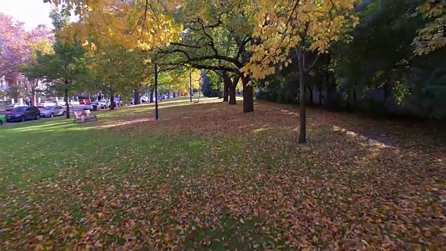 在墨尔本的一个公园里，在丰富的橙色和黄色的秋色中旅行视频素材