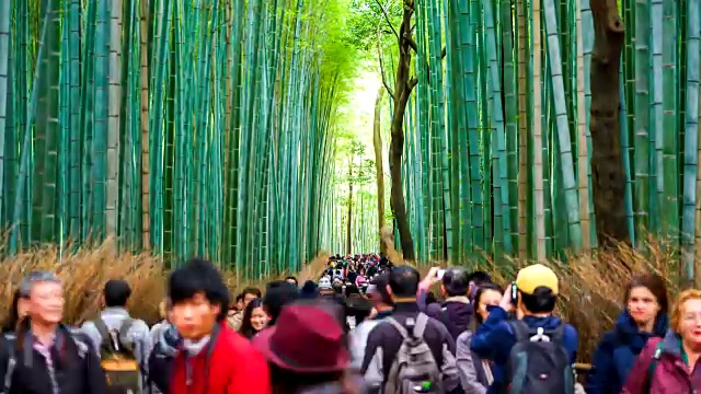 荒山竹林里挤满了人视频素材