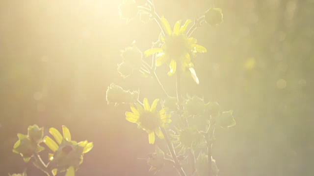 倾斜到黄色的花在背景日落与镜头光晕视频素材画面3