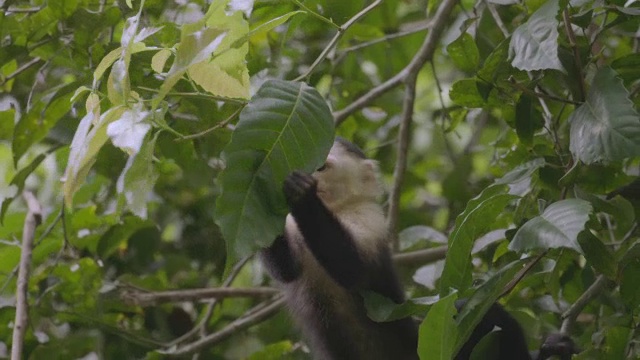 卷尾猴爬上热带雨林的树/巴罗科罗拉多岛，巴拿马视频素材