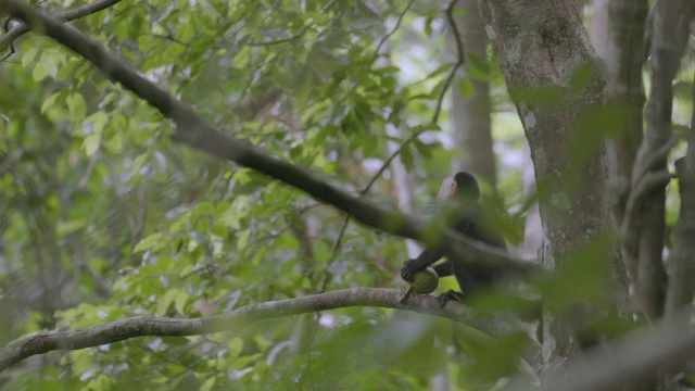 热带雨林/巴罗科罗拉多岛，巴拿马，卷尾猴在树上吃水果视频素材