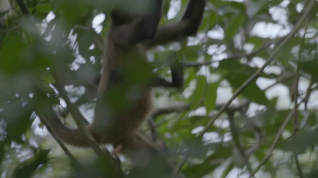 MS TS蜘蛛猴在森林的树上行走/巴罗科罗拉多岛，巴拿马视频素材