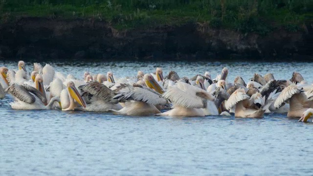 白鹈鹕(Pelecanus onocrotalus)在其漫长的南方迁徙过程中的一大群进食。视频素材