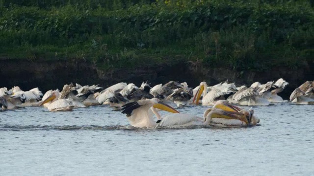 白鹈鹕(Pelecanus onocrotalus)在其漫长的南方迁徙过程中的一大群进食。视频素材