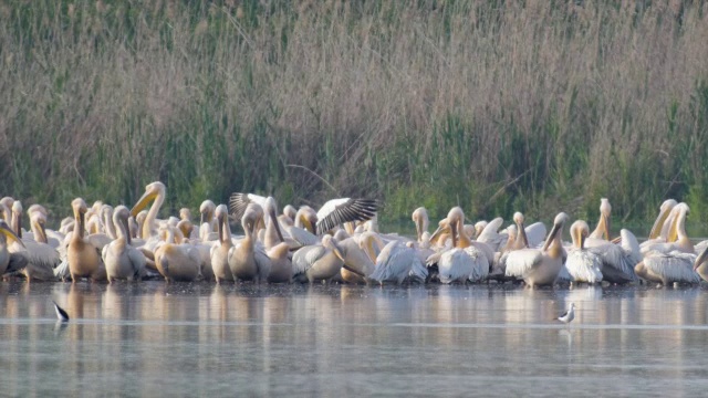 白鹈鹕(Pelecanus onocrotalus)是一群在向南长途迁徙期间休息和进食的大群。视频素材