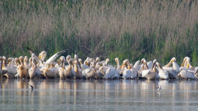 白鹈鹕(Pelecanus onocrotalus)是一群在向南长途迁徙期间休息和进食的大群。视频素材