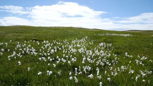 普通棉草(Eriophorum)俗称棉草，随风移动视频素材