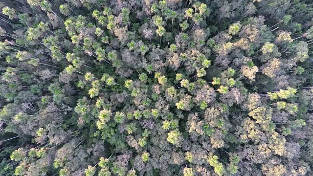 直接从空中俯瞰亚马逊雨林视频素材