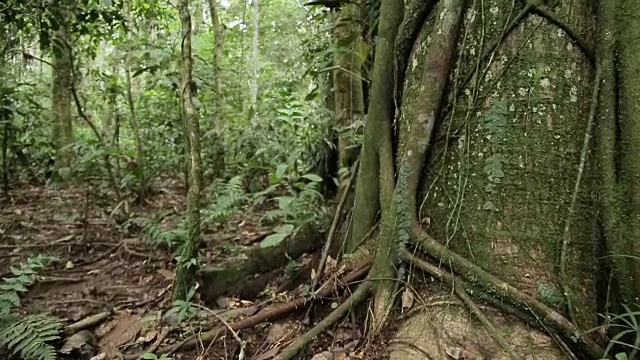 在热带雨林中，沿着一棵布满气生根的热带雨林树的树干往上走视频素材