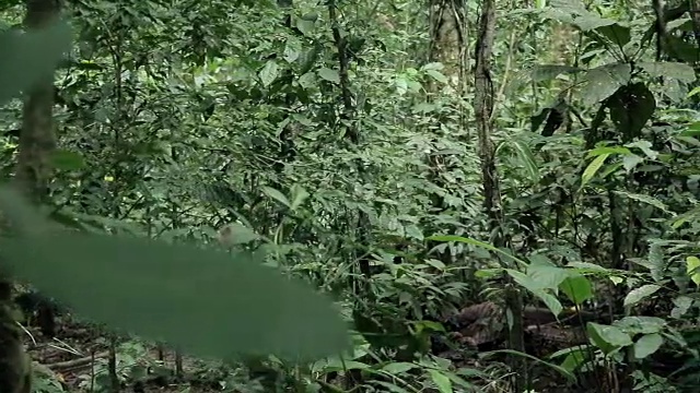 在秘鲁亚马逊的热带雨林下层植物中漂流视频素材