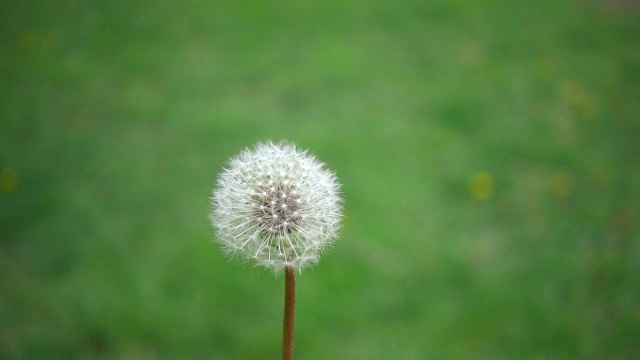 真正的慢动作拍摄普通蒲公英种子飞行视频素材