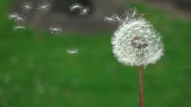 美国芝加哥，自然吹出的蒲公英视频素材