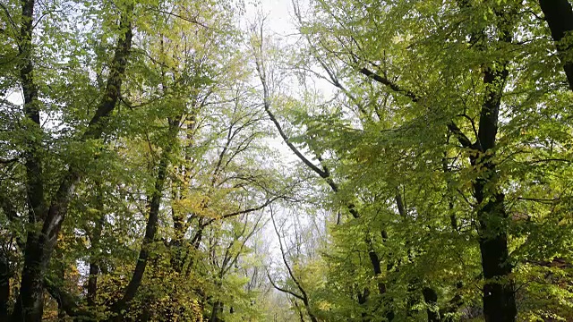 绿色和黄色的小路在秋天，马其顿山，维多利亚，澳大利亚视频素材