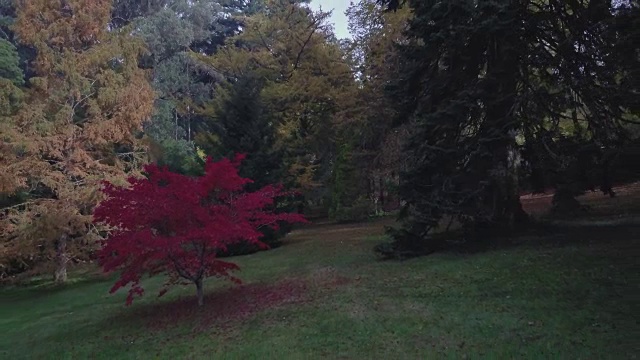 澳大利亚维多利亚州秋天五颜六色的树木鸟瞰图视频素材