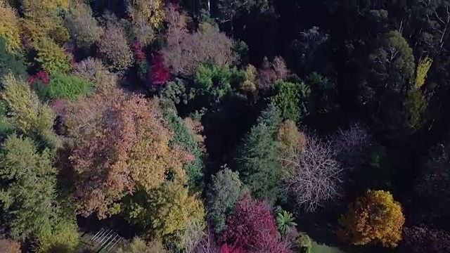 鸟瞰澳大利亚维多利亚州的秋天，色彩斑斓的树木和风景视频素材