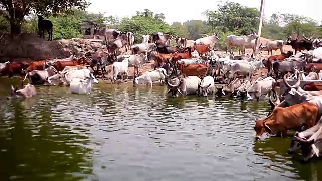 牛群饮水视频素材