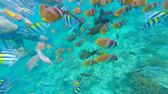 一群人在Gili岛潜水旅行期间给五颜六色的鱼食物。视频素材