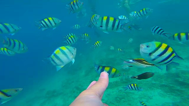 旅行者在吉利群岛做浮潜潜水，从个人角度提供食物到鱼在旅行假期。视频素材