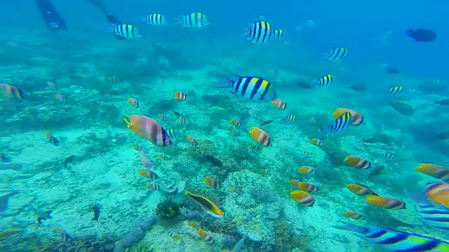 在吉利群岛旅游度假期间，记录一组五彩缤纷的鱼类在水下潜水。视频素材