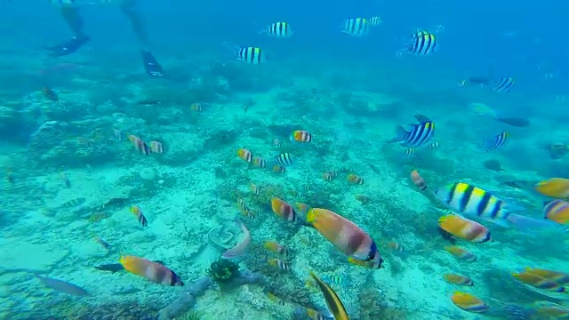 在吉利群岛旅游度假期间，记录一组五彩缤纷的鱼类在水下潜水。视频素材