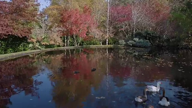 鸟瞰图的色彩斑斓的树与一个湖在秋天，维多利亚，澳大利亚视频素材