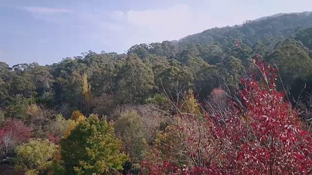 鸟瞰澳大利亚维多利亚州的秋天，色彩斑斓的树木和风景视频素材