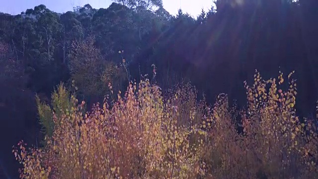 鸟瞰澳大利亚维多利亚州的秋天，色彩斑斓的树木和风景视频素材