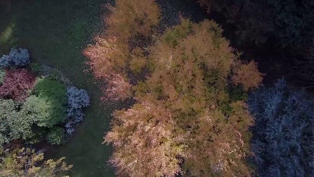 鸟瞰澳大利亚维多利亚州的秋天，色彩斑斓的树木和风景视频素材