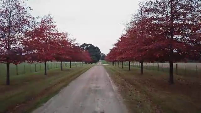 鸟瞰澳大利亚维多利亚州秋季肮脏道路上五颜六色的树木视频素材