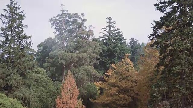 鸟瞰澳大利亚维多利亚州的秋天，色彩斑斓的树木和风景视频素材