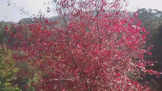 秋天，澳大利亚维多利亚州，彩色树木和湖泊的鸟瞰图视频素材