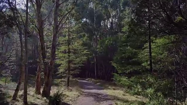 鸟瞰图薄雾和色彩斑斓的树木在秋天的森林，澳大利亚维多利亚视频素材