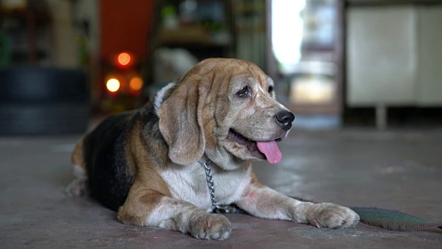 小猎犬号视频素材