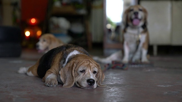 小猎犬号视频素材