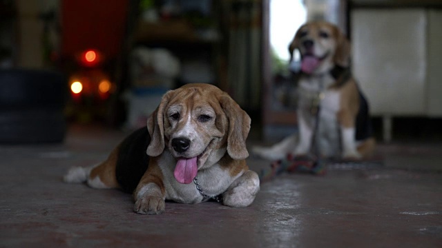 小猎犬号视频素材