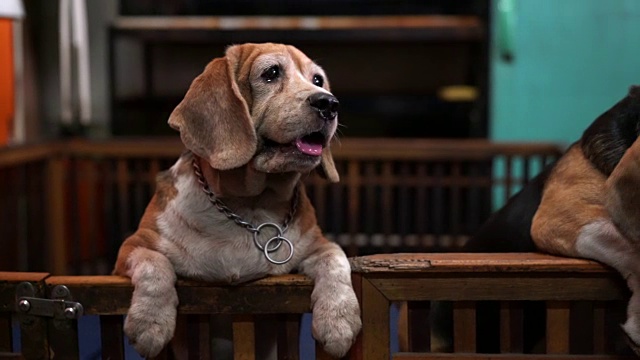 小猎犬号视频素材