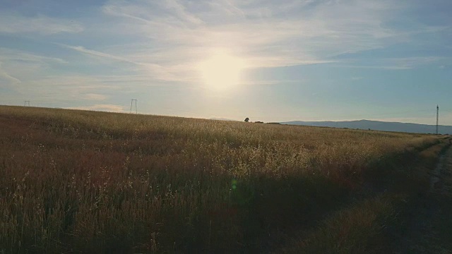 小麦农场和景观视频素材