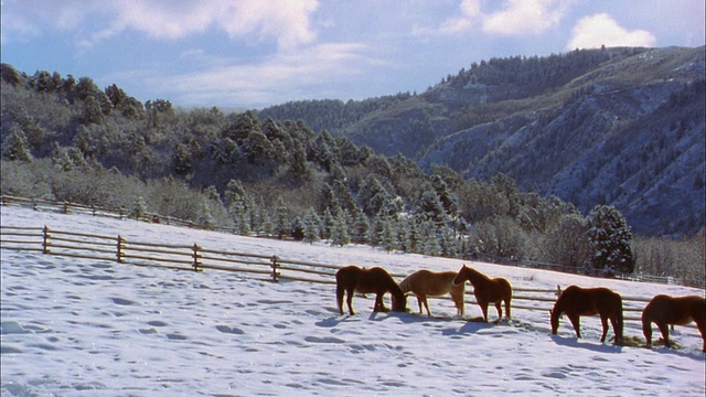 宽镜头在雪覆盖的田野上放牧的马在背景/科罗拉多山脉视频素材