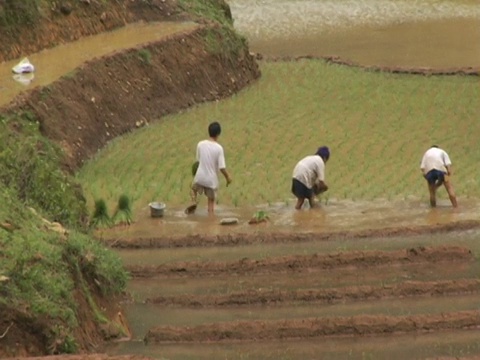 越南，沙巴，农民在梯田收割庄稼，后景视频素材