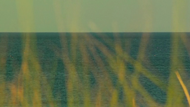 CU, SELECTIVE FOCUS, Ocean through grass blowing in wind，普罗文斯敦，马萨诸塞州，美国视频素材