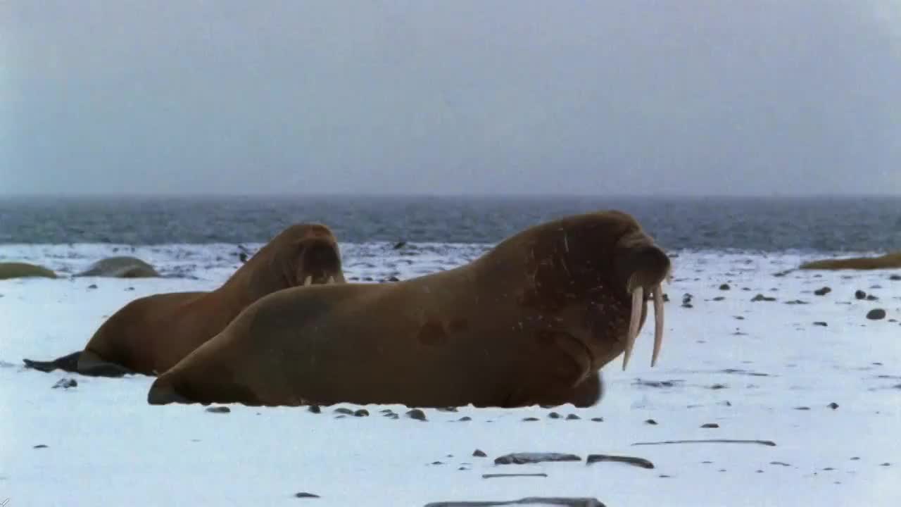 中拍两只海象在雪地/水中行走的背景/北极视频素材