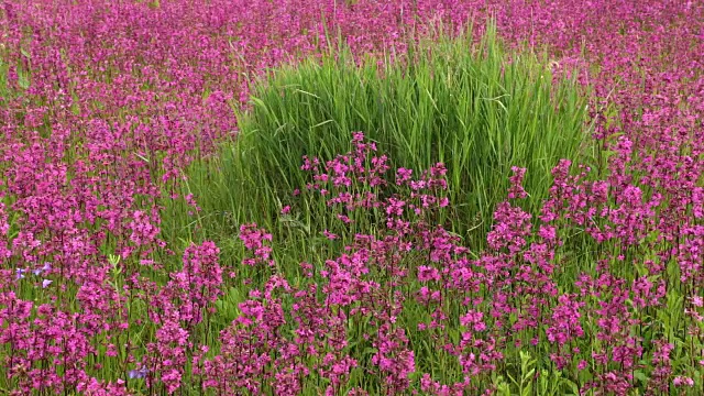 夏天有美丽野花的草地视频素材