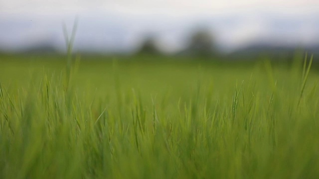 慢镜头绿色的草地和小山丘在蓝天白云视频素材